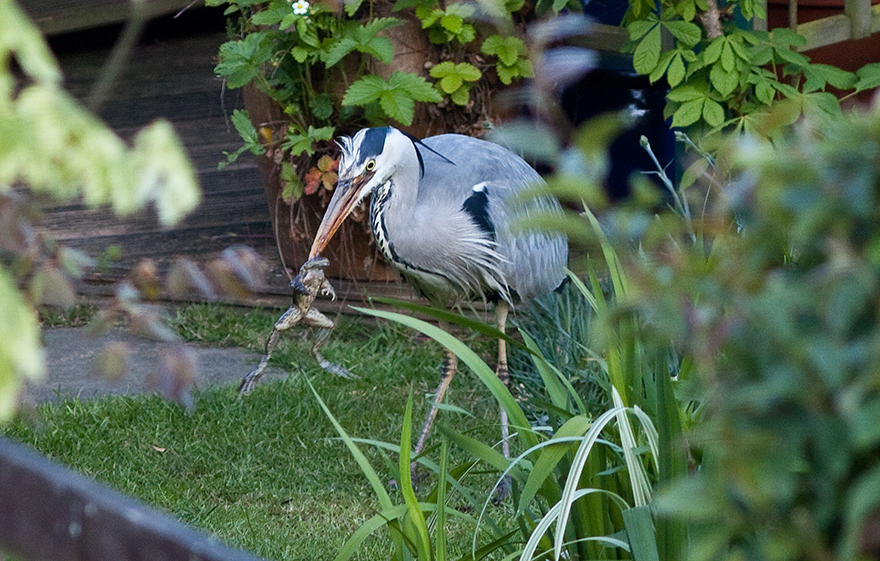heron catching a frog 