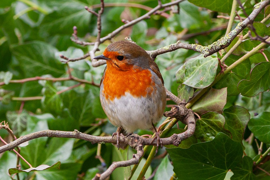 robin in beverley