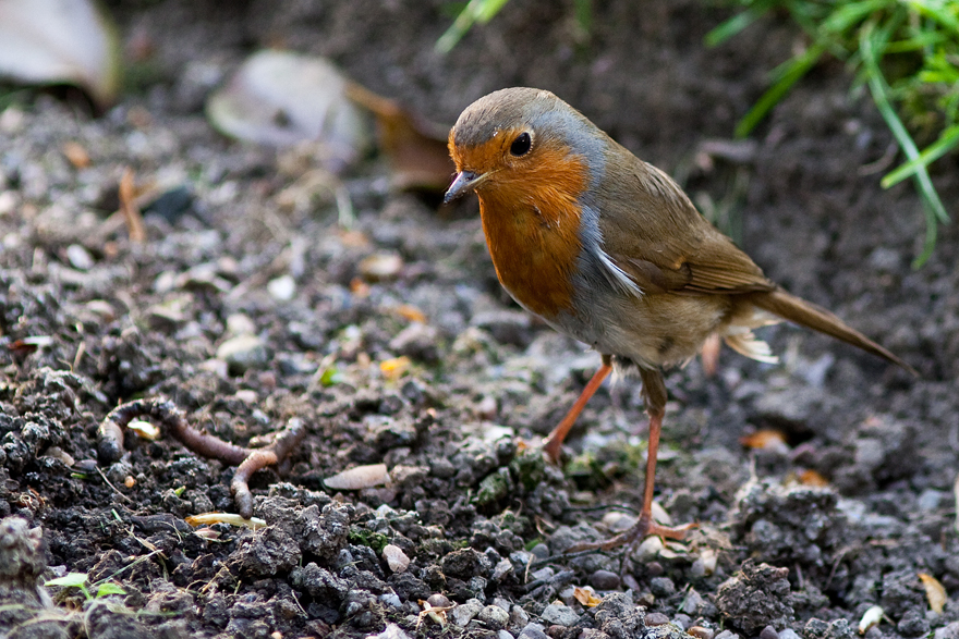 robin awaiting worm