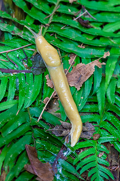 banana slug in capilano park