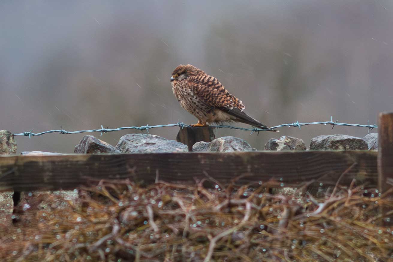 Kestrel