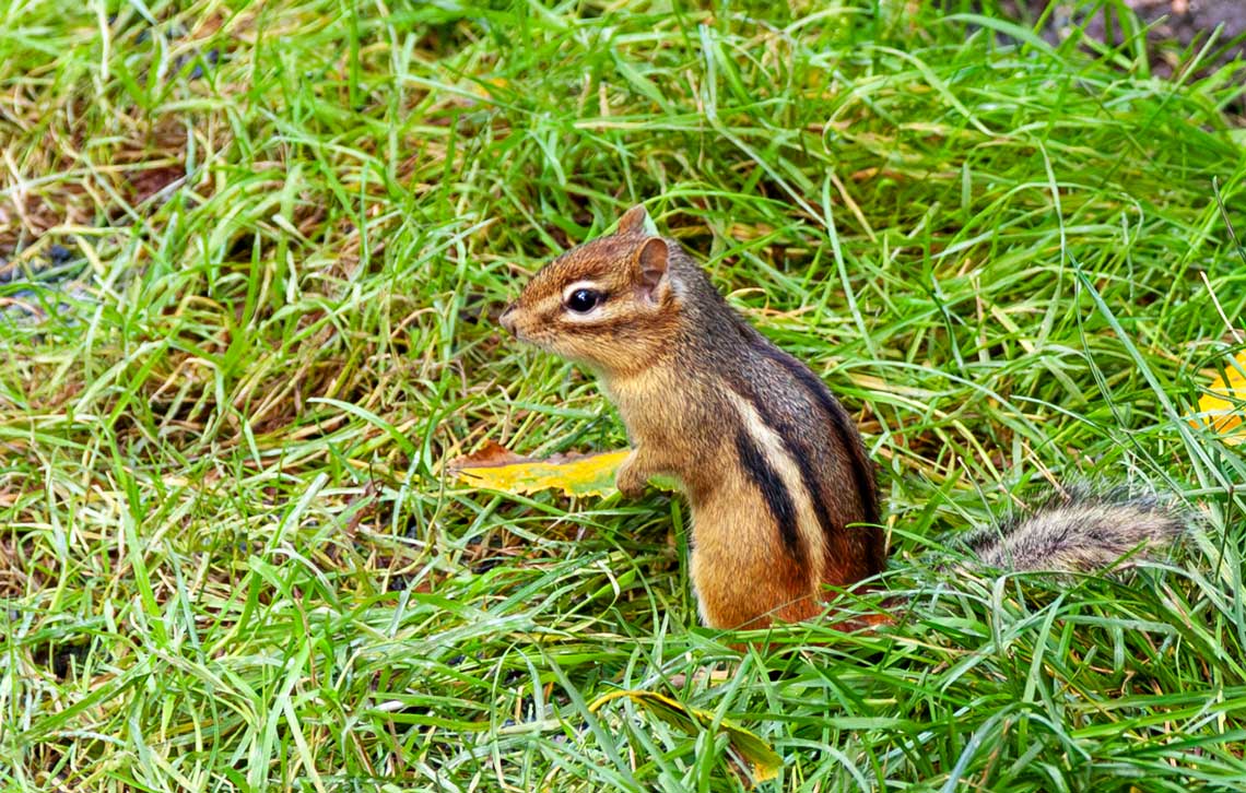 Chipmunk