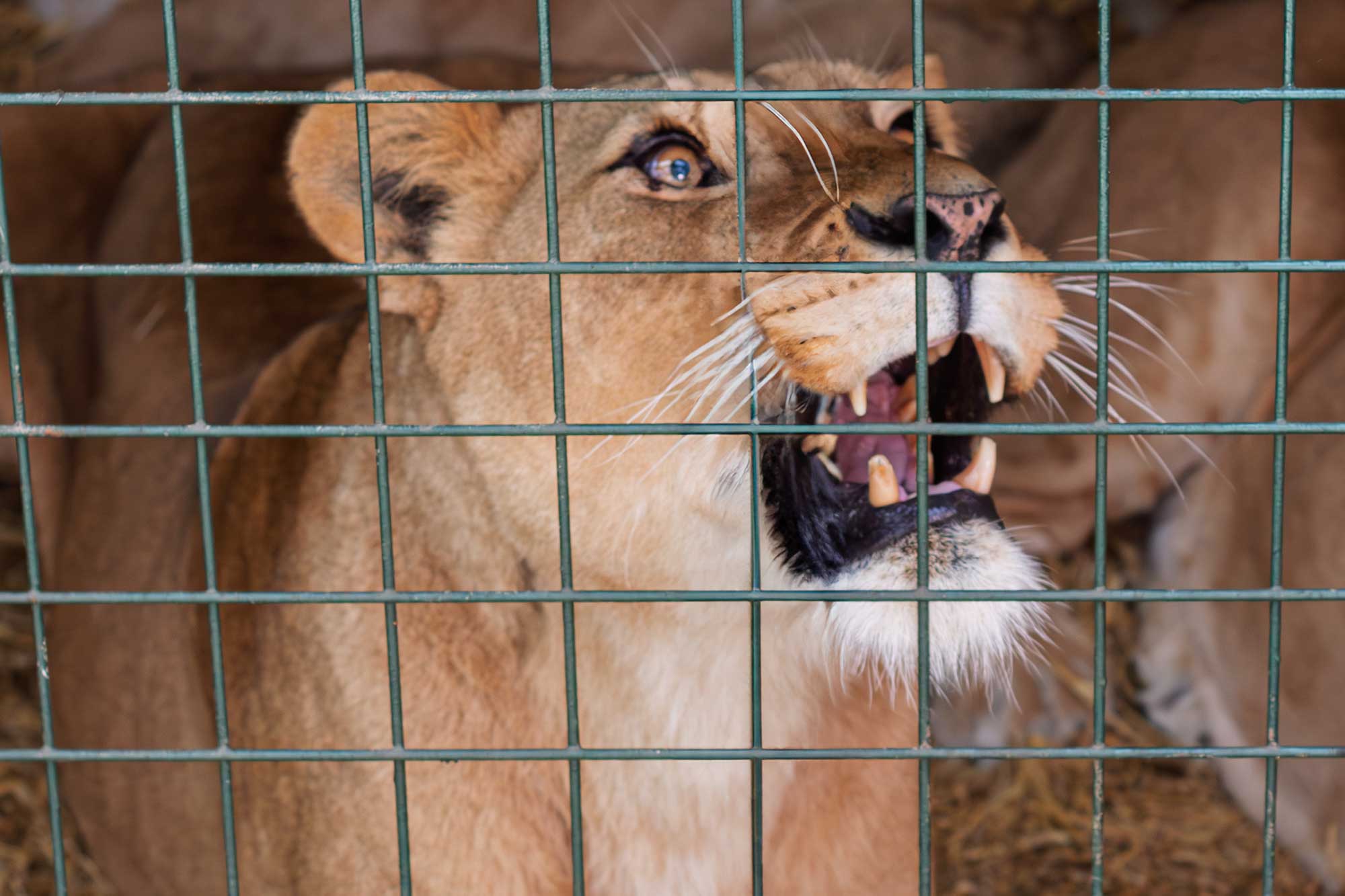 Longleat