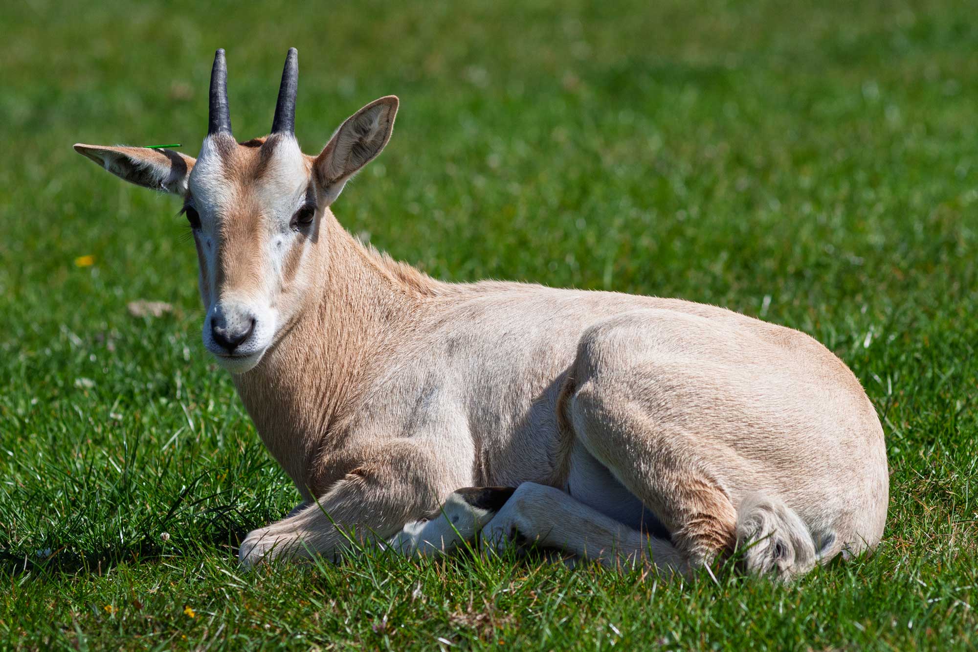 Longleat