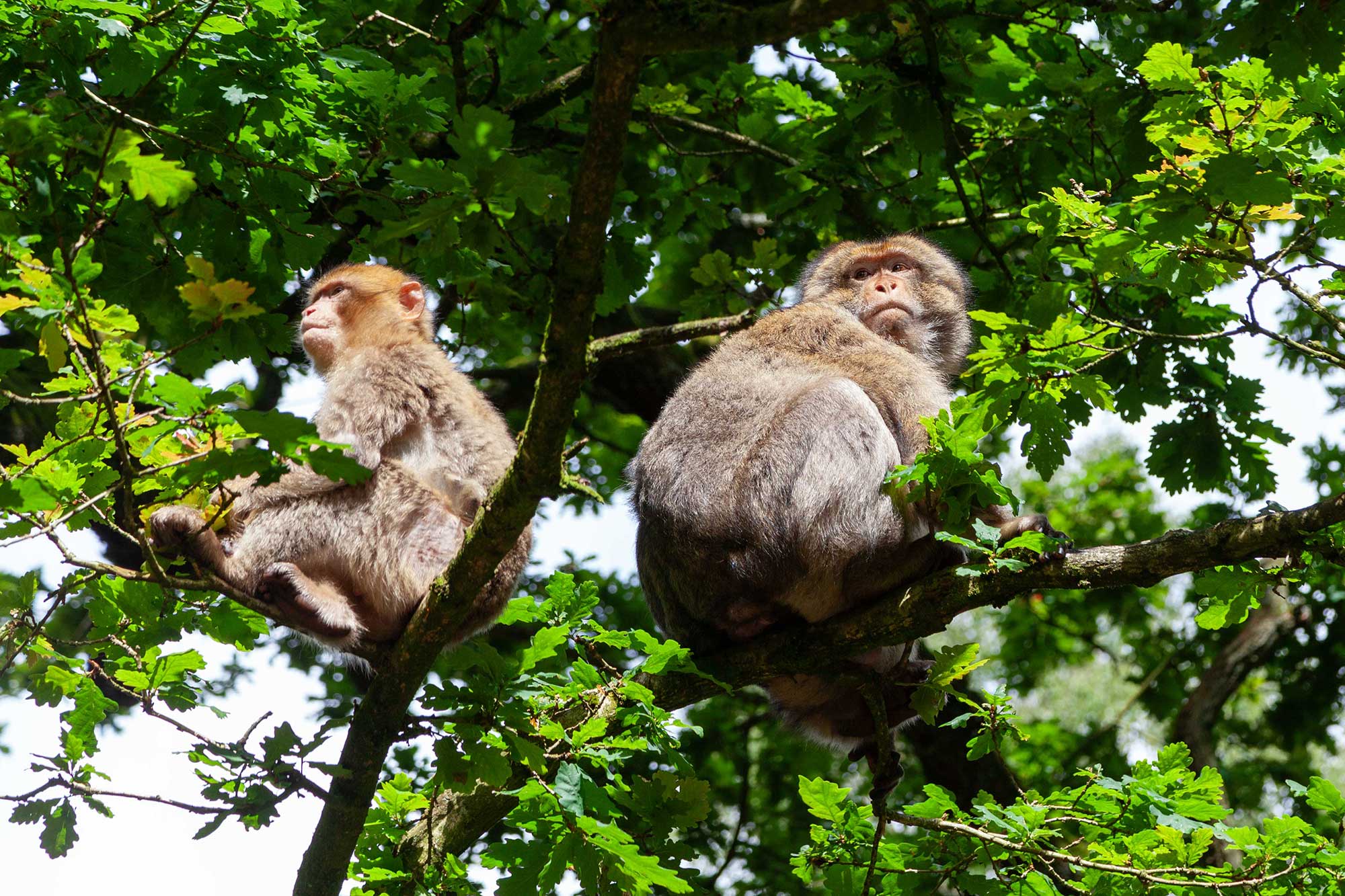 the Monkey Forest at Trentham Gardens