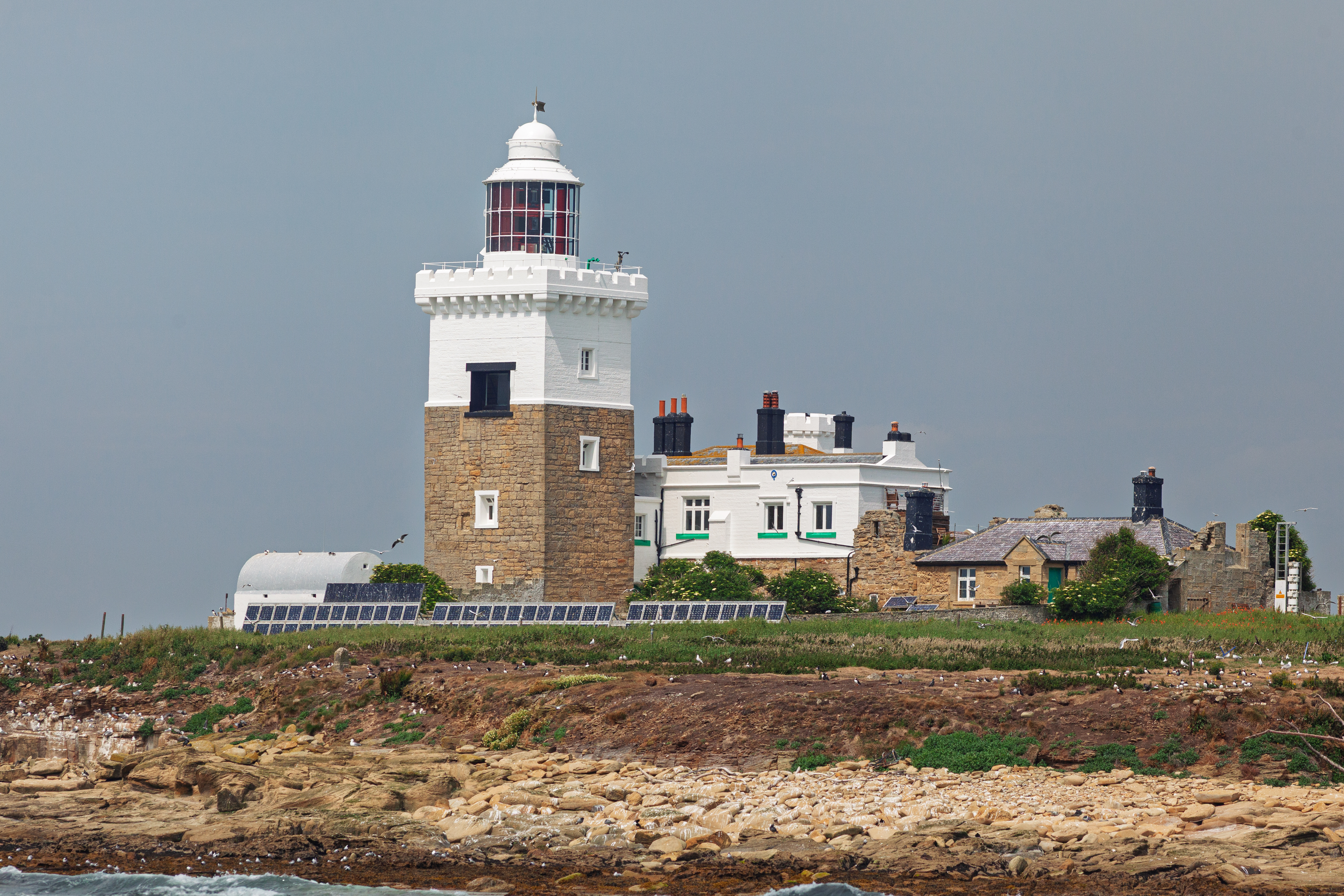 Coquet Island