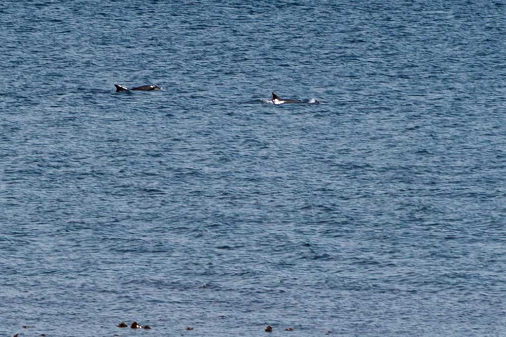 dolphins