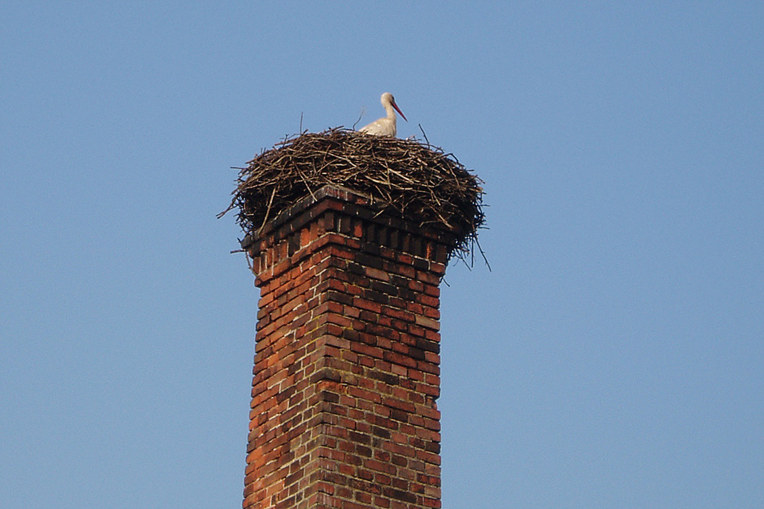 stork